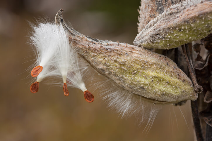 Vermehrung aus Samen