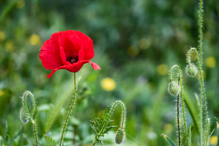 Wie wird Türkischer Mohn geschnitten