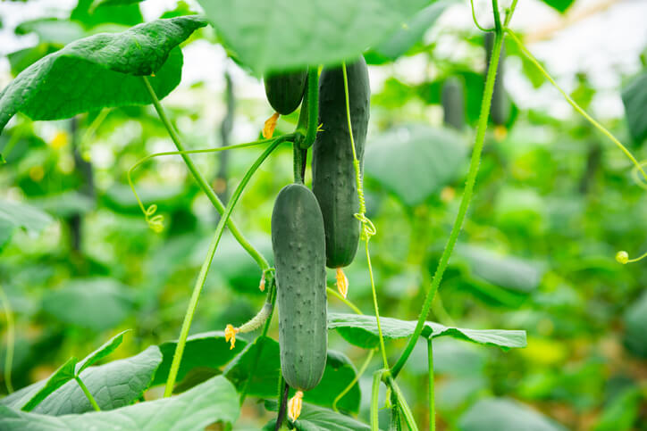 Aussaat und Aufzucht