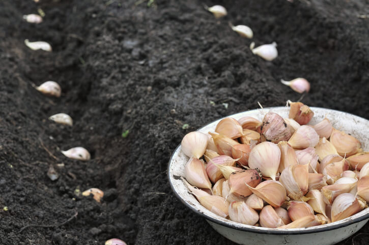 Der Knoblauch in den heimischen Gärten