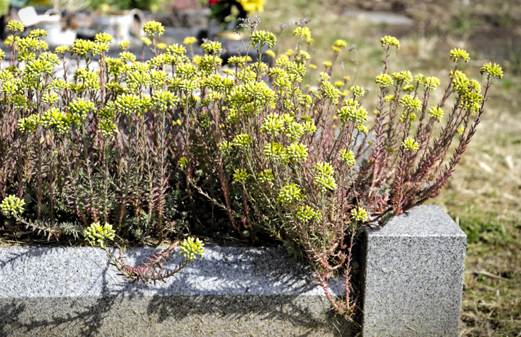 Die pflegeleichte Gestaltung sonniger Gräber