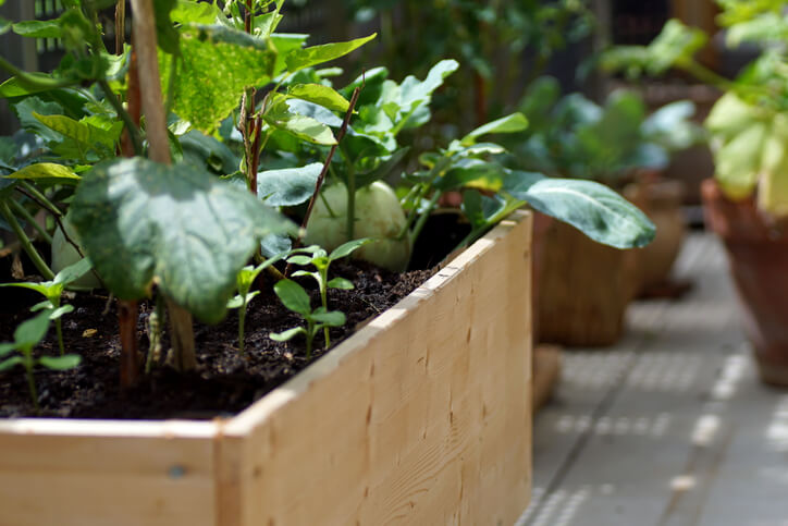 Gemüsepflanzen für sonnige bis halbschattige Balkone