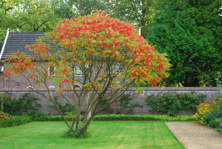 Maßnahmen zum stressfreien Anbau des Essigbaumes