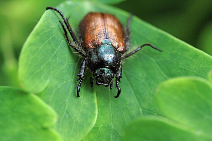 Welche Schäden verursachen Junikäfer