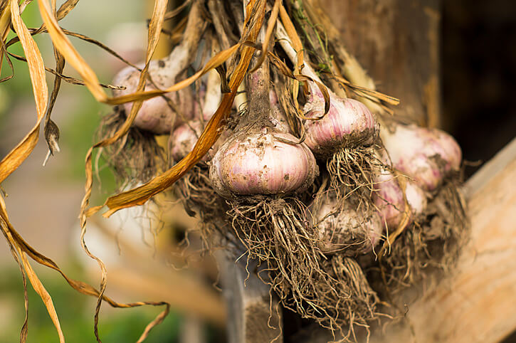 Woran erkennt man einen reifen Knoblauch