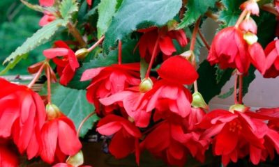 Hängebegonien Pflege