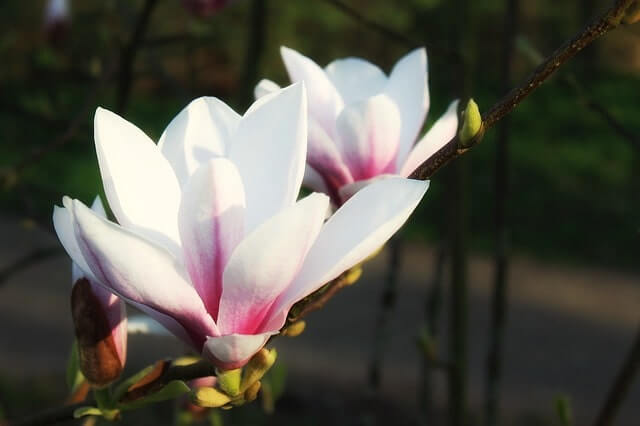 Magnolie im Kübel halten