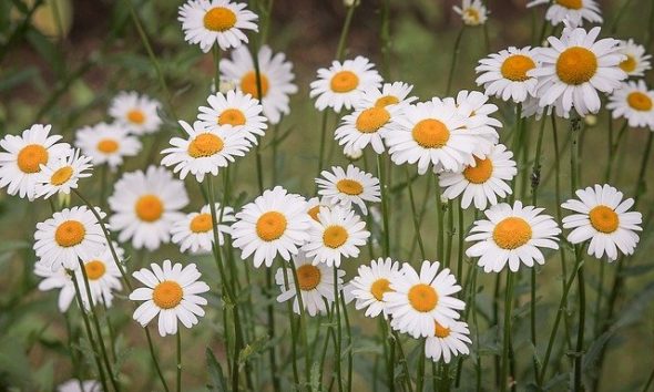 Wie Lange Blhen Margeriten