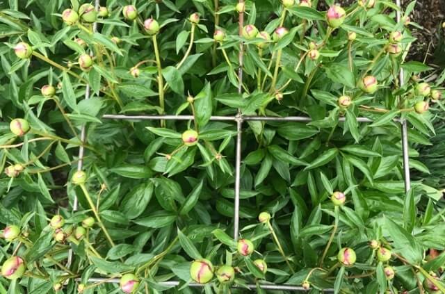 Pfingstrosen stützen