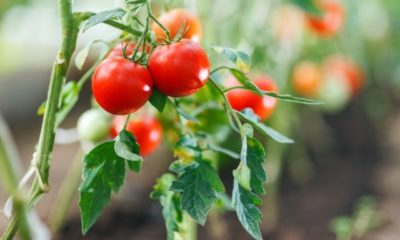 Tomaten im Garten pflanzen