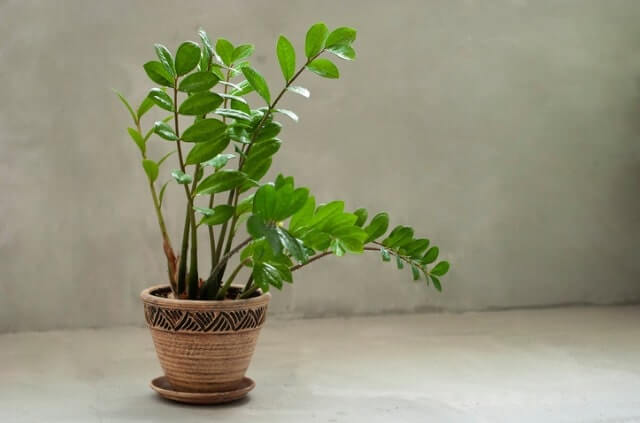 Zamioculcas vermehren