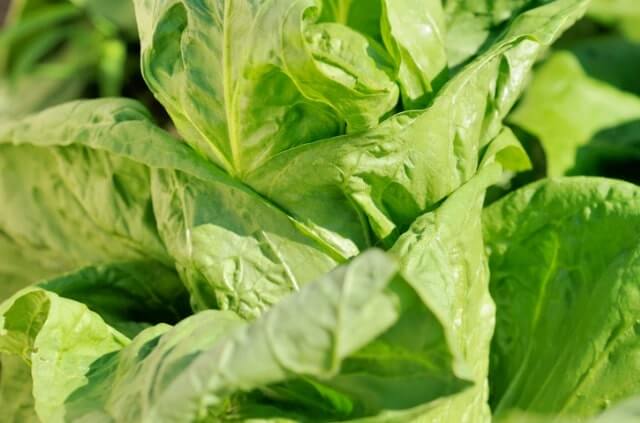 Zuckerhut-Salat entbittern