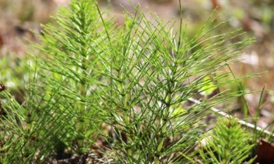 Ackerschachtelhalm Anbau und Pflege