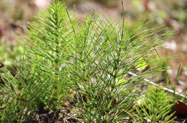Ackerschachtelhalm Anbau und Pflege