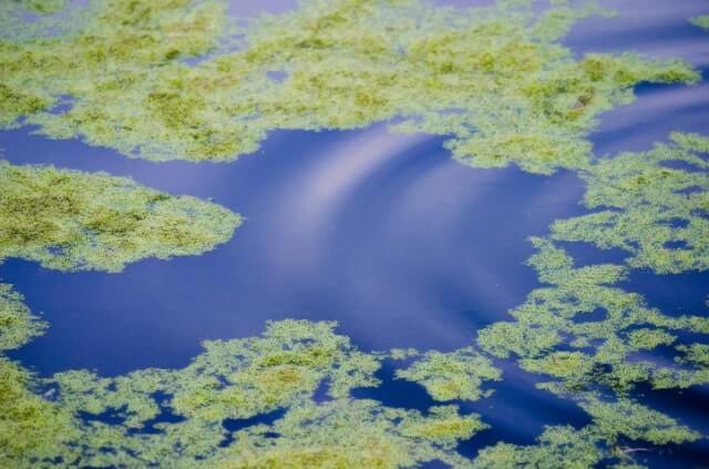 Algen im Schwimmteich effektiv bekämpfen