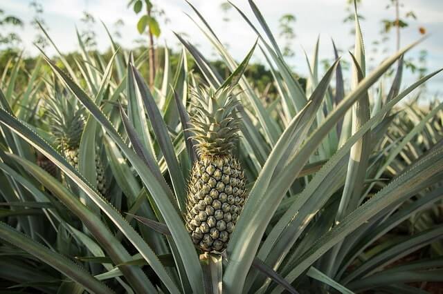Ananas selbst ziehen