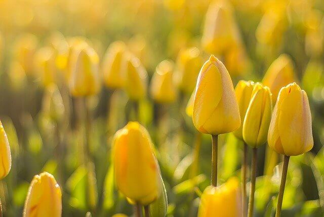 Blütezeit von Tulpen