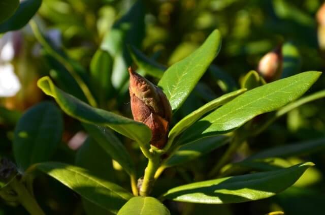 Braune Knospen am Rhododendron
