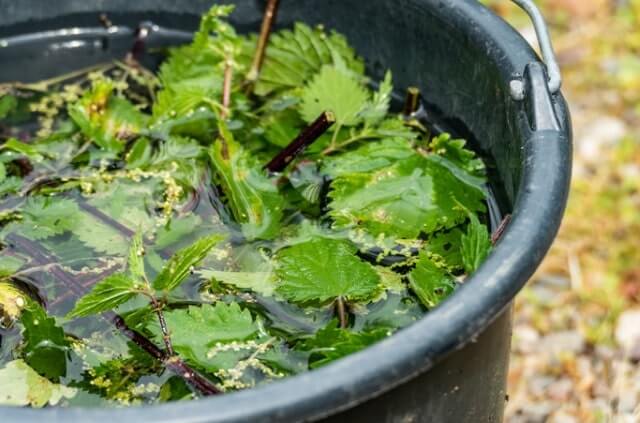 Brennesseljauche selber machen