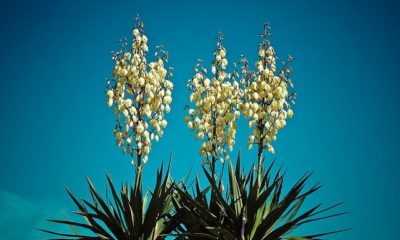 Fädige Palmlilie, Garten-Yucca Pflege