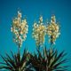 Fädige Palmlilie, Garten-Yucca Pflege