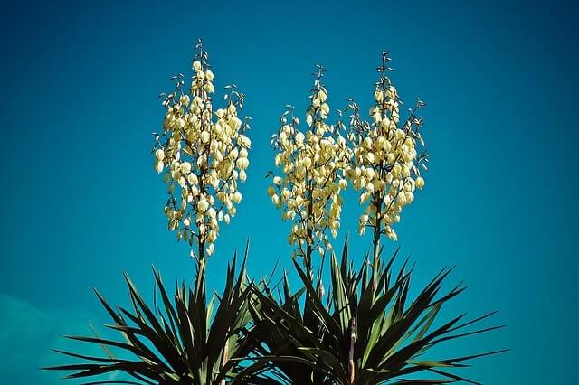 Fädige Palmlilie, Garten-Yucca Pflege