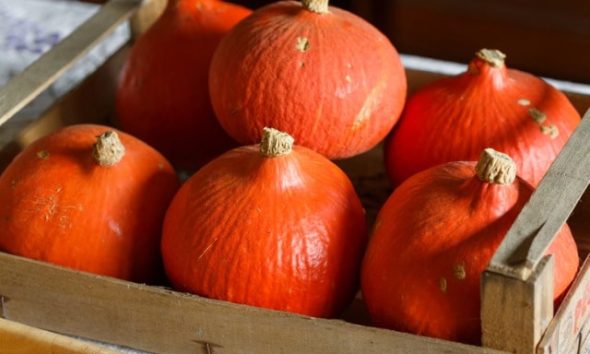 ᐅ Hokkaido Kürbis - die verbreitetsten Sorten