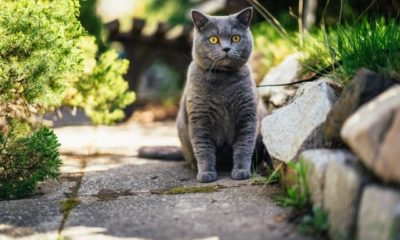 Katze an den Garten gewöhnen