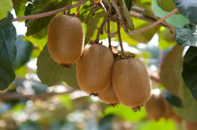 Kiwi trägt keine Früchte