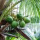 Kokospalme bekommt braune Blätter