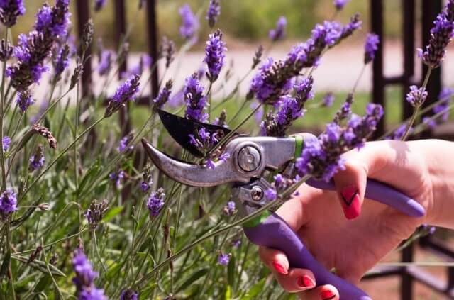 Lavendel richtig schneiden