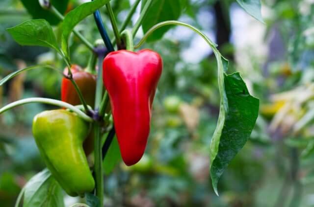 Mehr Früchte an der Paprikapflanze