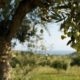 Olivenbaum vermehren