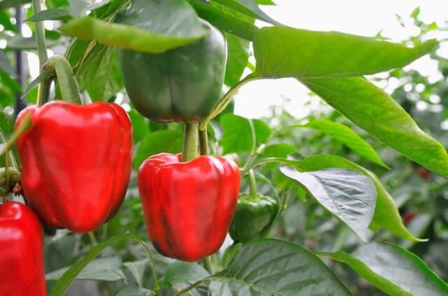 Paprika überwintern