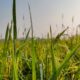 Quecke im Rasen bekämpfen