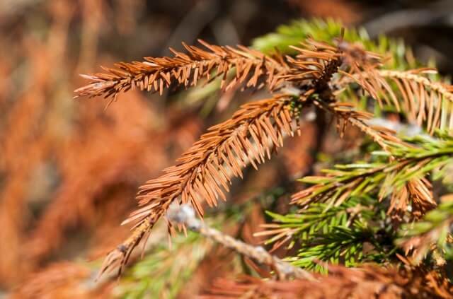 Schädlinge an Nadelgehölzen