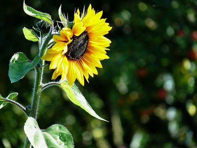 Sonnenblumenkerne ernten