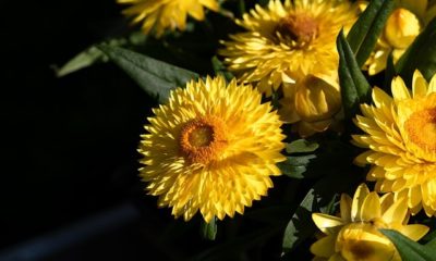 Strohblumen überwintern