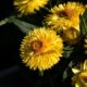 Strohblumen überwintern
