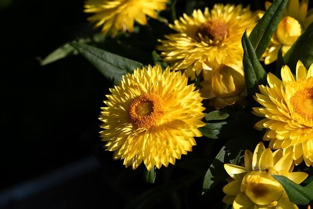 Strohblumen überwintern