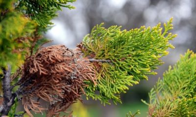 Thuja wird braun