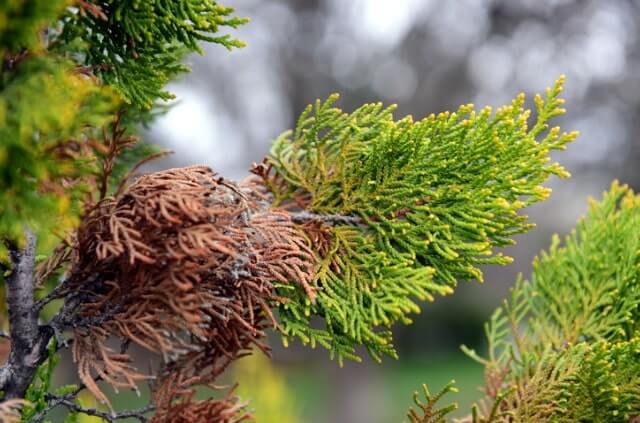 Thuja wird braun