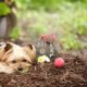 Tiere im Garten begraben