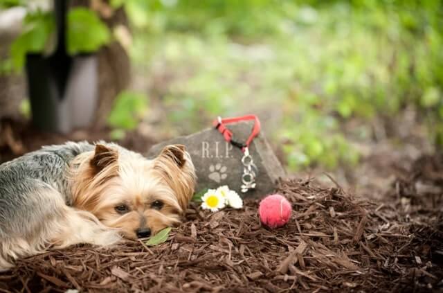 Tiere im Garten begraben