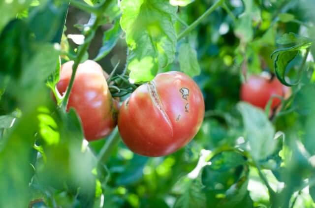 Tomaten platzen auf