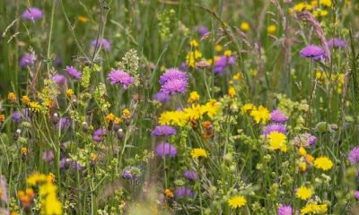 Wildblumenwiese anlegen
