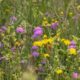 Wildblumenwiese anlegen
