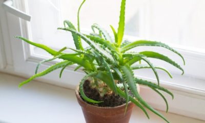 Aloe Vera bekommt gelbe Blätter