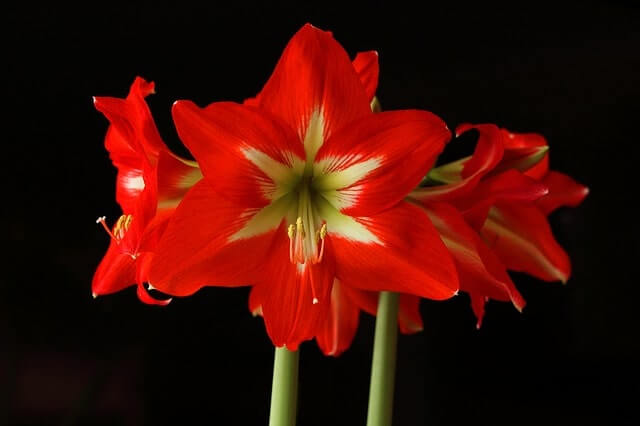 Amaryllis richtig gießen