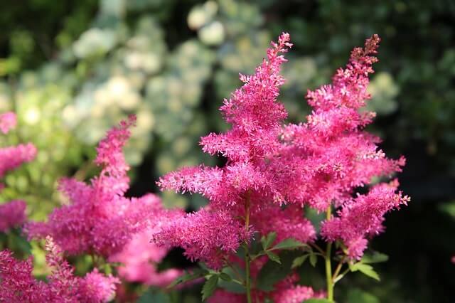 Astilbe Pflege